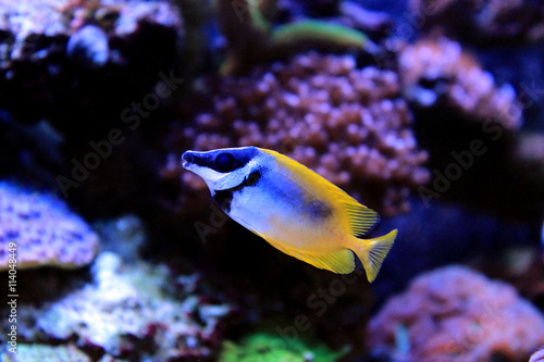 Foxface rabbitfish in Tropical aquarium