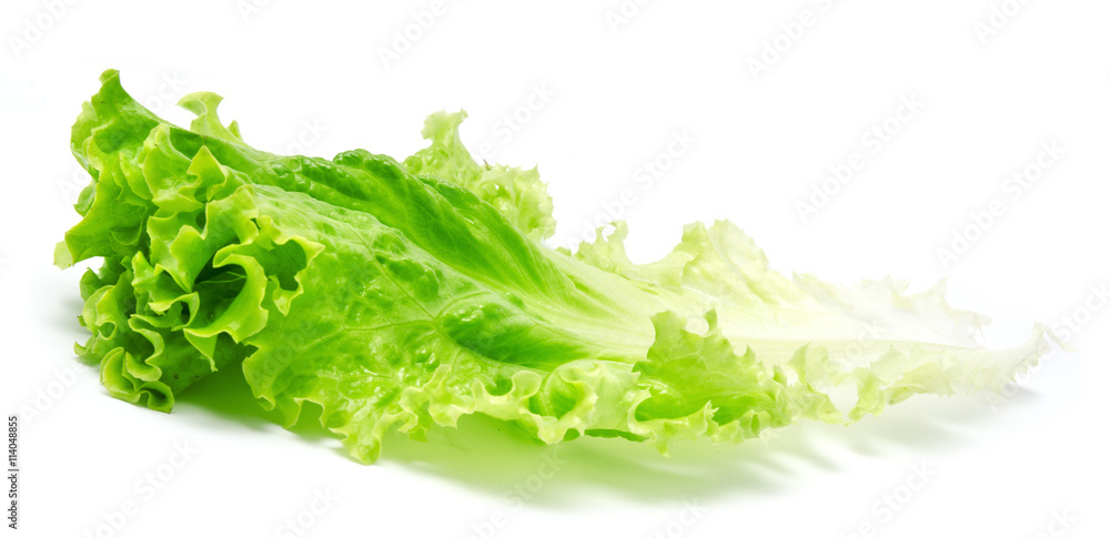 Fresh lettuce leaves isolated on a white Fresh lettuce leaves isolated on a white