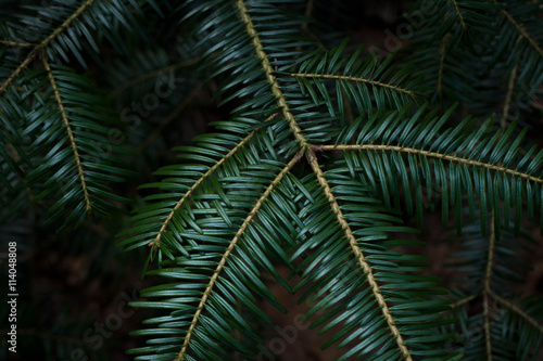 fir tree branches