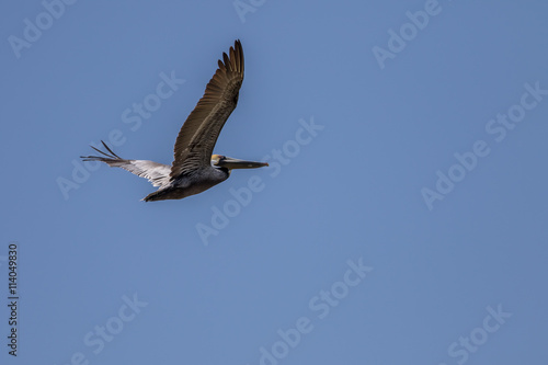 Brown Pelican Flying  Playalinda Beach  Merritt Island  Florida