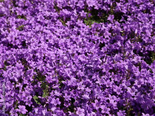 purple flowers called Campanula or bellflower