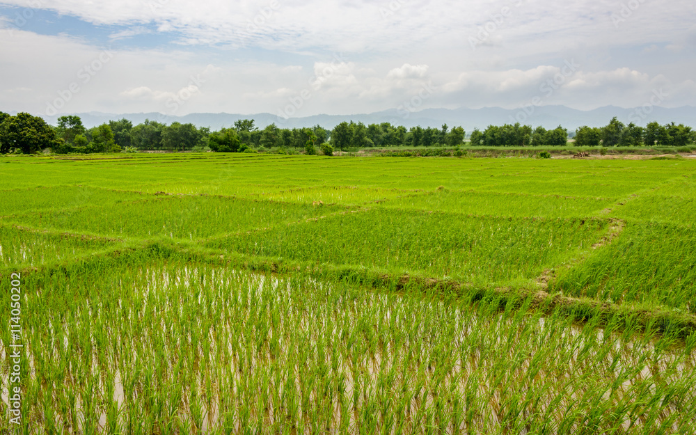Fototapeta premium Rice paddy fields in Terai, Nepal