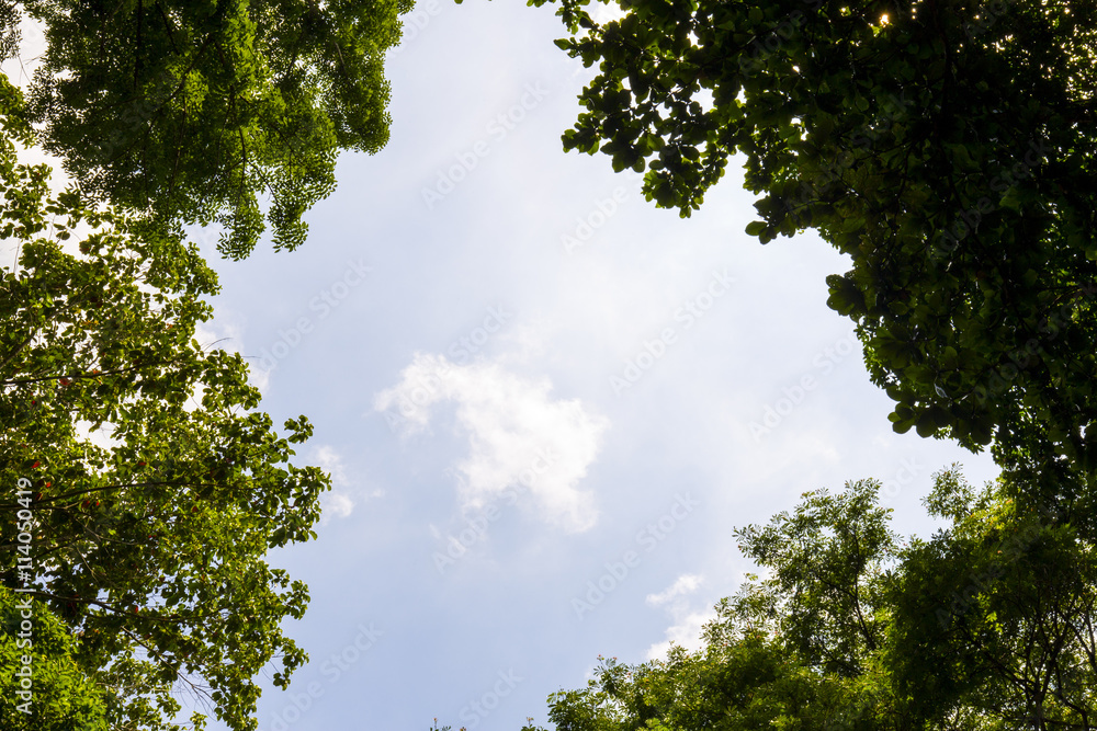 Fototapeta premium Sky and tree frame 