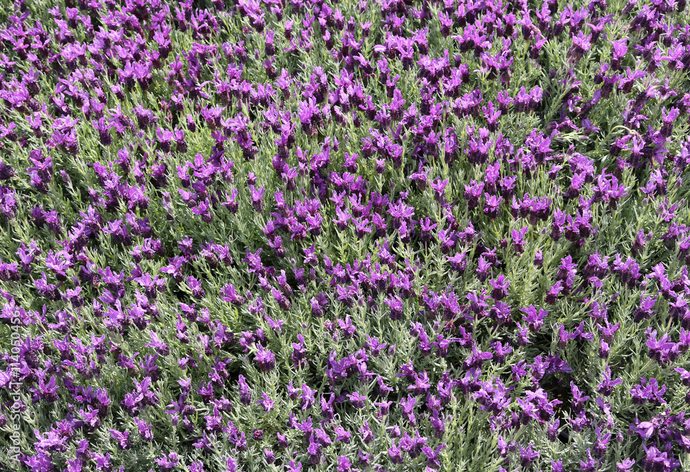 background of many Lavender flowers background of many Lavender flowers