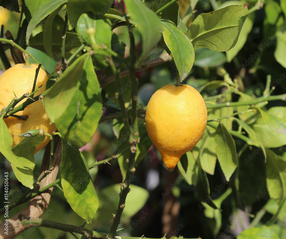 two yellow lemons in the tree in the Orchard