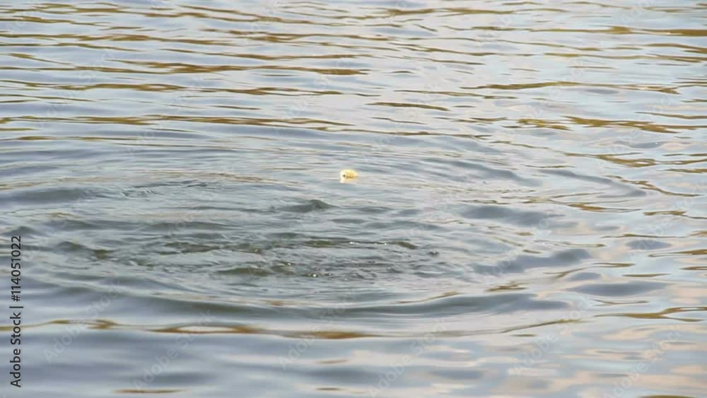 Pair of tufted ducks (Aythya fuligula) on open water, diving to search for food. The birds eat molluscs, insects and some plants.