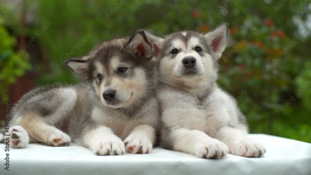 two sleepy malamute puppies on white sheet in the garden slow motion two sleepy malamute puppies on white sheet in the garden slow motion