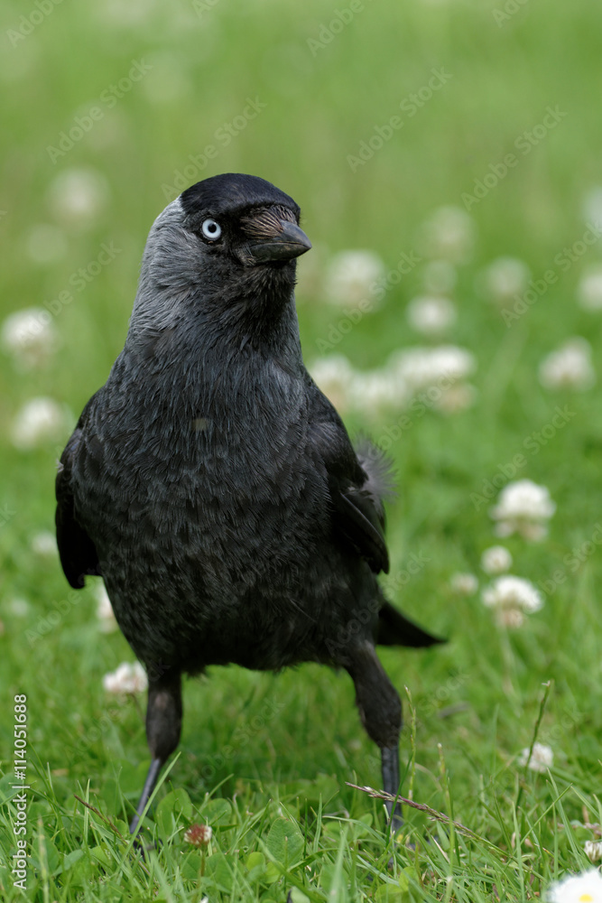 Western Jackdaw, Corvus monedula Western Jackdaw, Corvus monedula