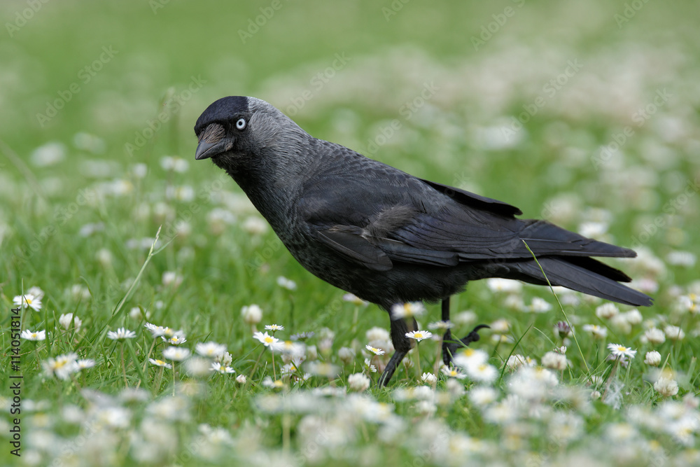 Fototapeta premium Western Jackdaw, Corvus monedula