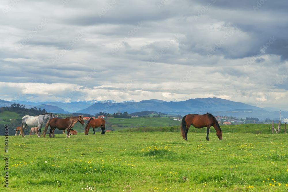 Horses on green grass in the background of the mountain landscape