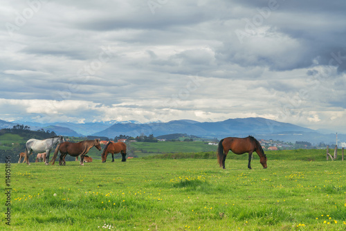 Horses on green grass in the background of the mountain landscape © photoprime