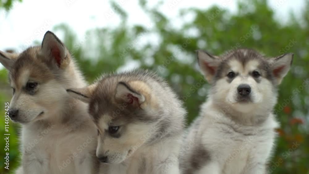 close up three calm fluffy malamute puppies in the garden slow motion close up three calm fluffy malamute puppies in the garden slow motion