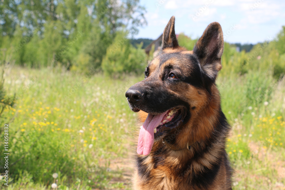 Dog german shepherd on the field in summer day Dog german shepherd on the field in summer day
