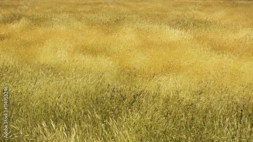 Rye field under wind whiff
