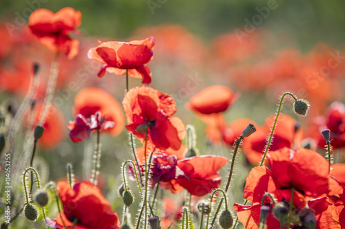 red poppies in smooth view