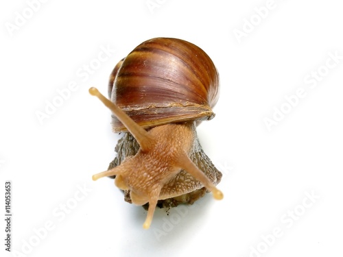 The big snail on white background
