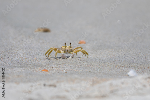 Atlantic Ghost Crab, Playalinda Beach, Merritt Island, Florida