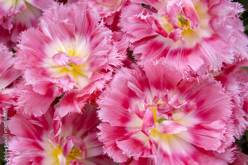 Pink tulips background.