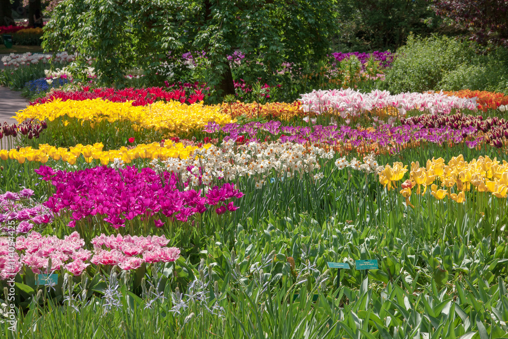 Fototapeta premium Tulip field in Keukenhof Gardens, Lisse, Netherlands