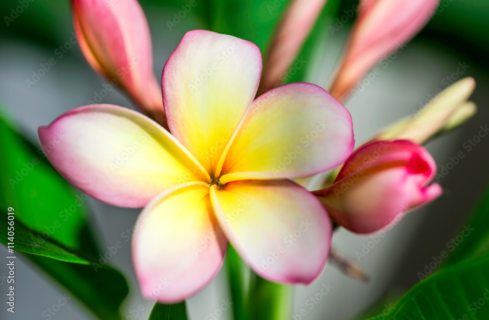 Plumeria or frangipani flower, Tropical flower. Plumeria or frangipani flower, Tropical flower.