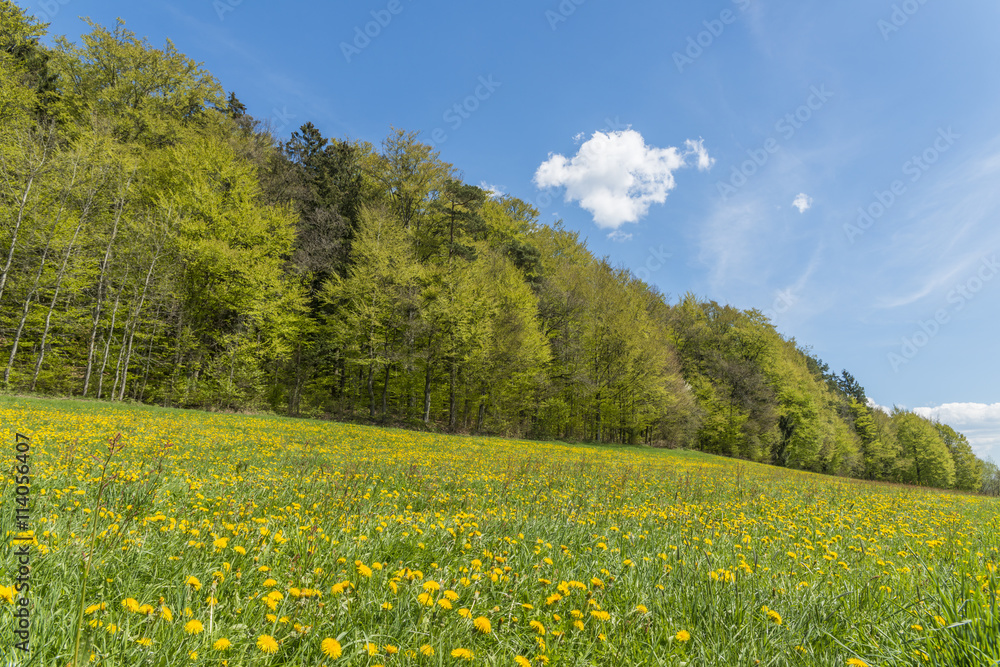 Eine Wiese voll mit gelben Löwenzahn Blumen Eine Wiese voll mit gelben Löwenzahn Blumen