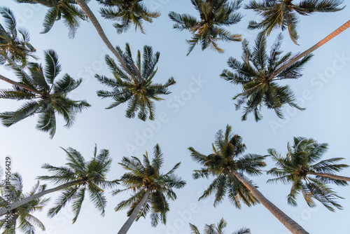 Coconut palm trees