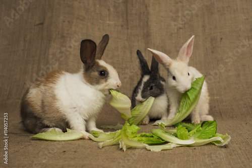 Evcil Tavşanlar photo