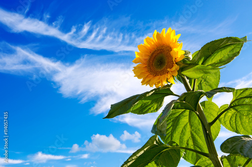 Fototapeta Naklejka Na Ścianę i Meble -  Sunflower on Blue Sky.