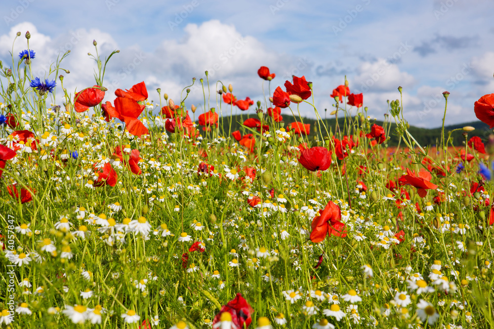 Beautiful poppy and daisies field .