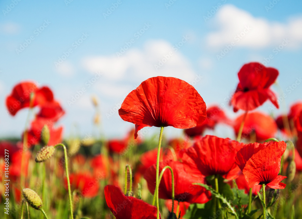 Obraz premium łąka z pięknymi czerwonymi kwiatami maku