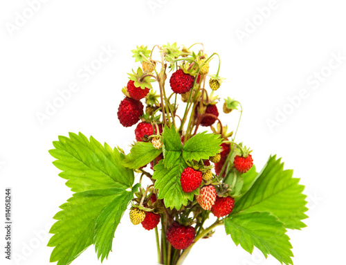 bunch of wild strawberry