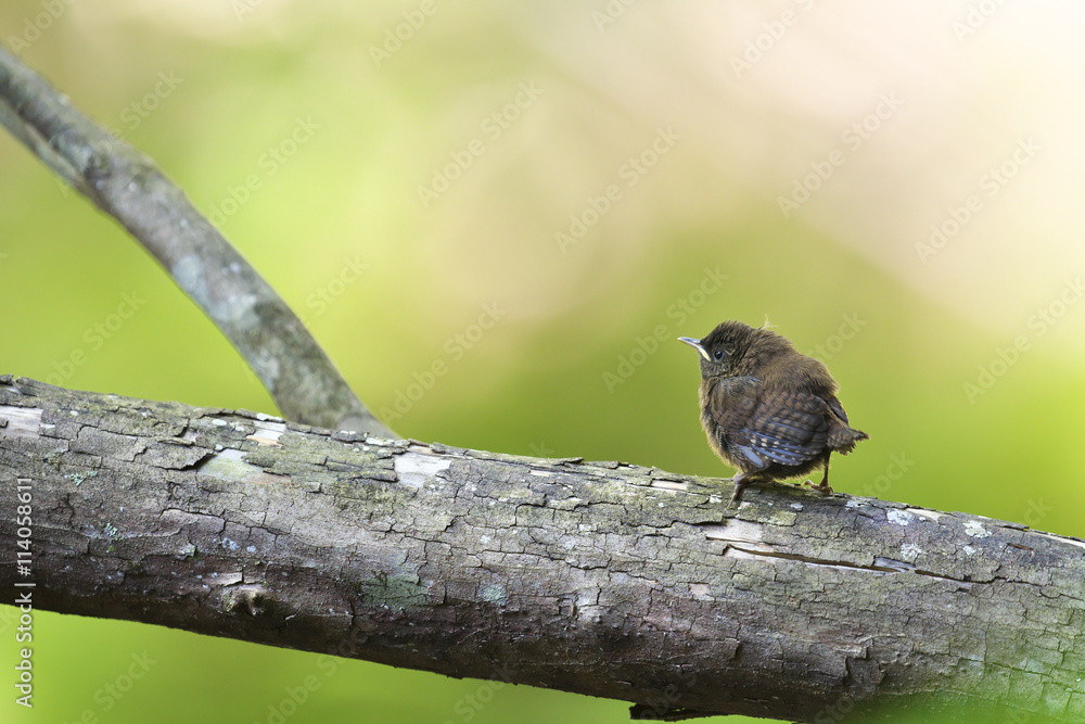 ミソサザイ(winter wren)の巣立ち雛 ミソサザイ(winter wren)の巣立ち雛
