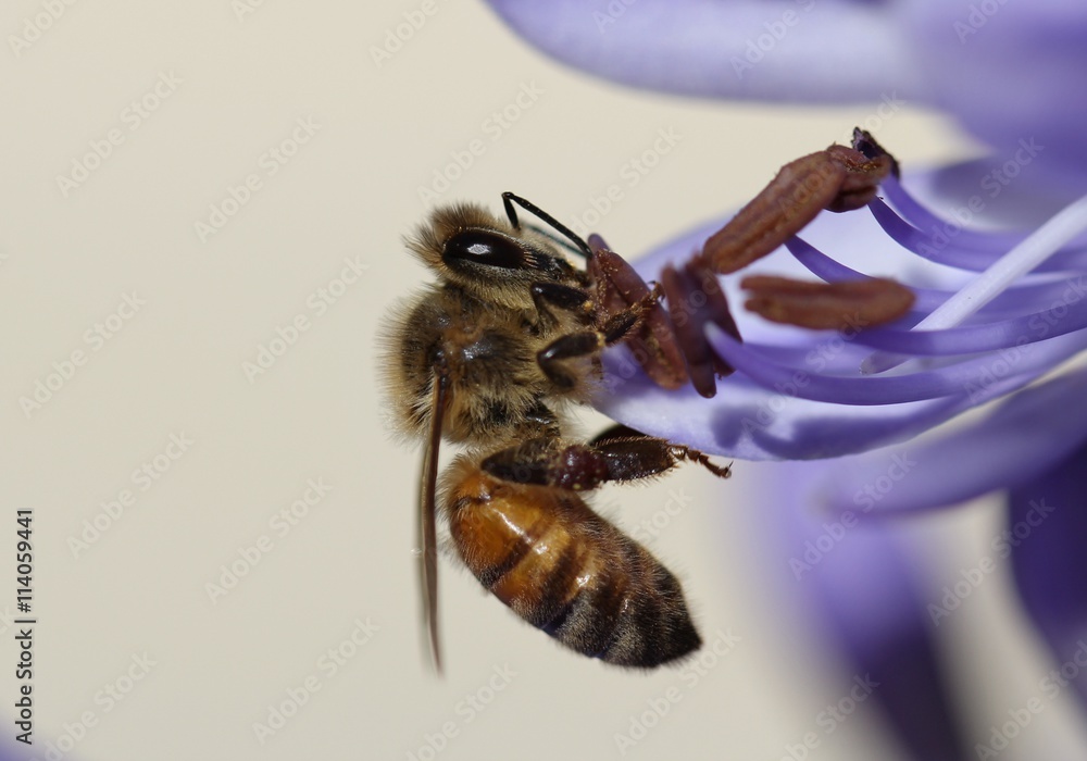 Bee On Purple Agapanthus Flower - obrazy, fototapety, plakaty 