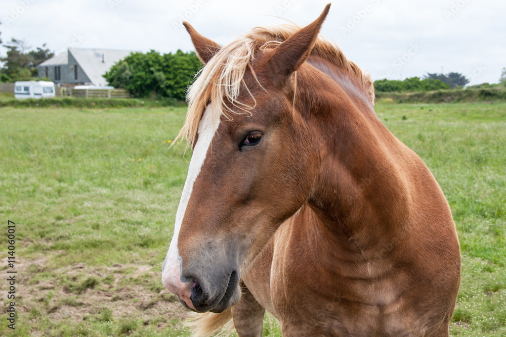 Fototapeta premium Cheval postier breton