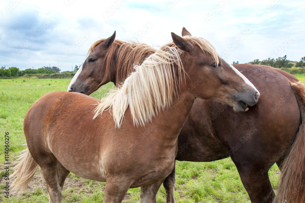 Cheval postier breton 