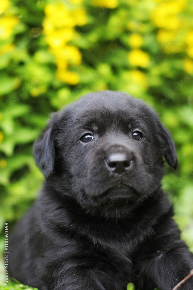 small black Labrador puppy