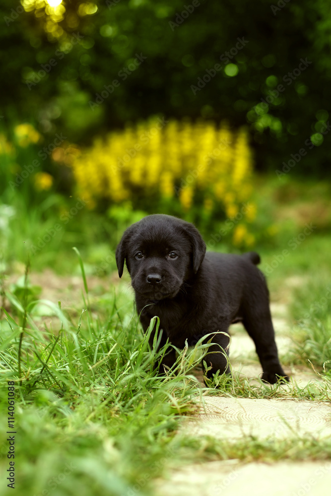 beautiful black pedigree Labrador puppy