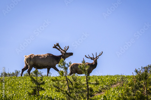 Fototapeta Naklejka Na Ścianę i Meble -  Elk in Yellowstone National Park 