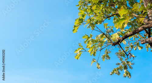 Bitten leaves in tree with blue sky background