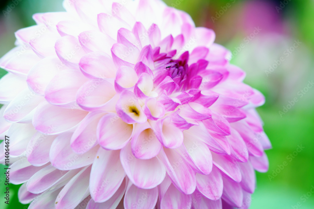 macro of white purple Dahlia in flowerbed. summertime. macro of white purple Dahlia in flowerbed. summertime.