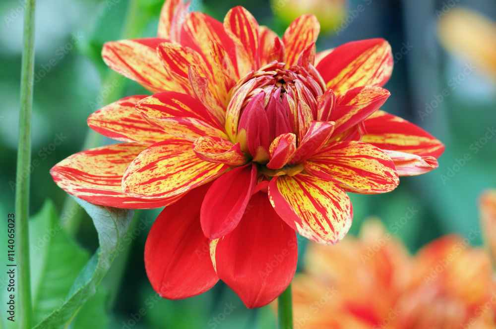 red orange Dahlia in flowerbed. summertime. red orange Dahlia in flowerbed. summertime.