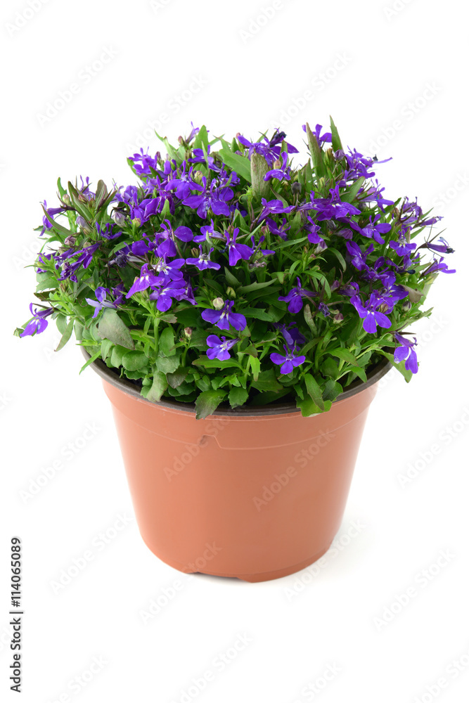 flowerpot of blue Lobelia flower on isolated white background flowerpot of blue Lobelia flower on isolated white background