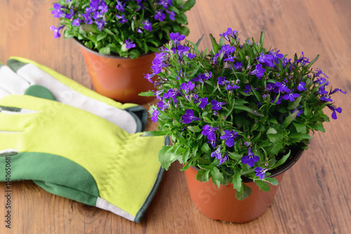 two flowerpot of Lobeloa flowers on wooden table with gardening