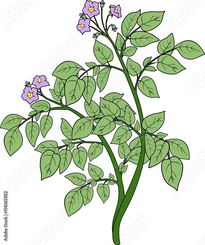 Potato plant
