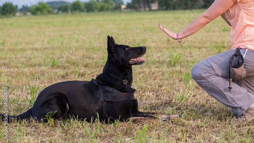 Black German Shepherd training (Down command)
