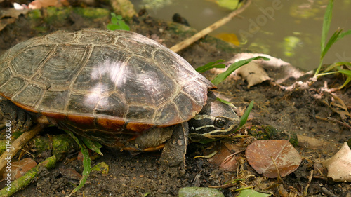 land turtles sleep on ground near stream