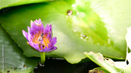 morning tone honey bee flying collecting pollen in deep of colorful purple water lily The view captured at a lotus pond in Thailand. Lotus flower in Asia is important Buddhism culture symbolic photo