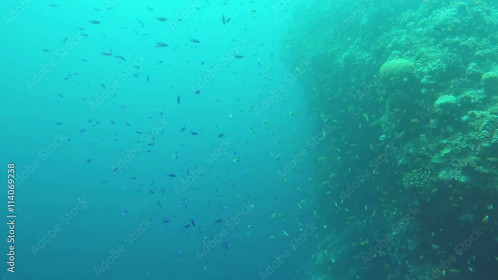 Many reef fish in the tropical sea on a coral reef.tropical underwater world.Diving and snorkeling in the tropical sea.Travel concept,Adventure concept.4K video,ultra HD. Many reef fish in the tropical sea on a coral reef.tropical underwater world.Diving and snorkeling in the tropical sea.Travel concept,Adventure concept.4K video,ultra HD.