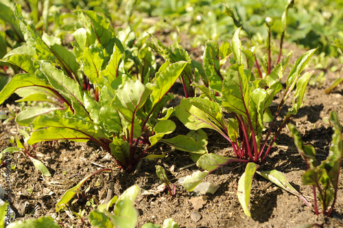 Всходы свеклы растут на садовой грядке
Seedlings grow beets on a bed of garden
 photo