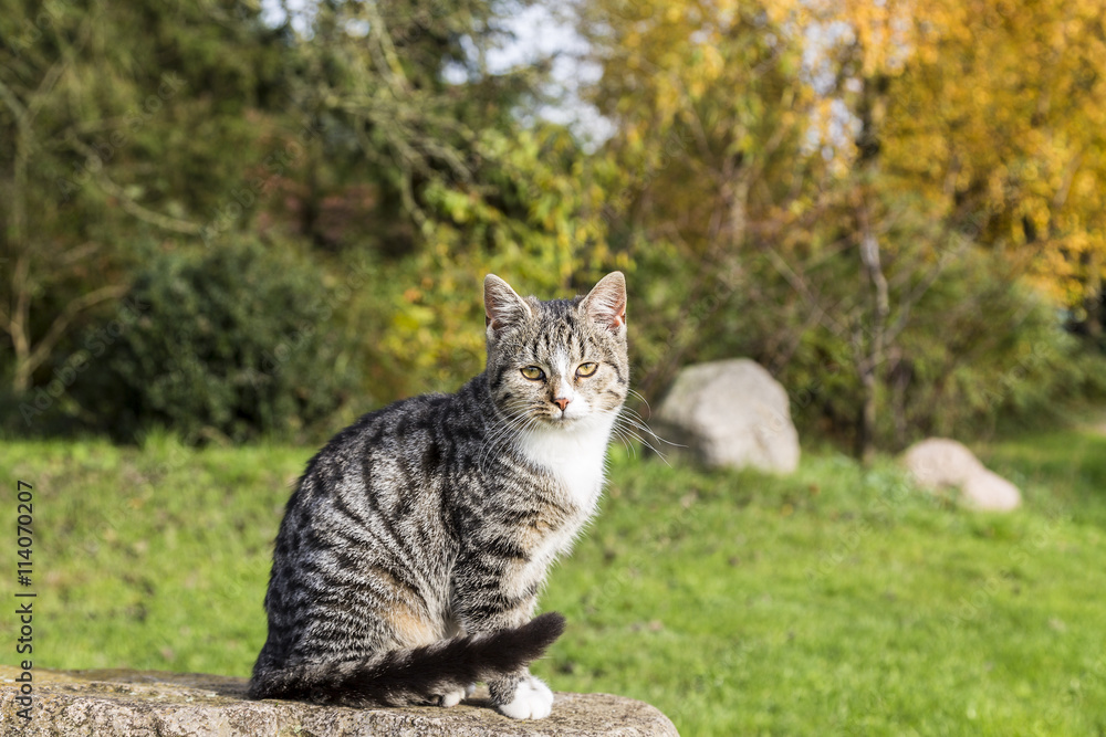 cute cat sitting on a rock